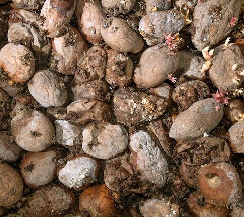 food waste