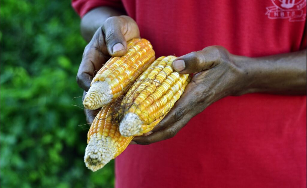 Maize