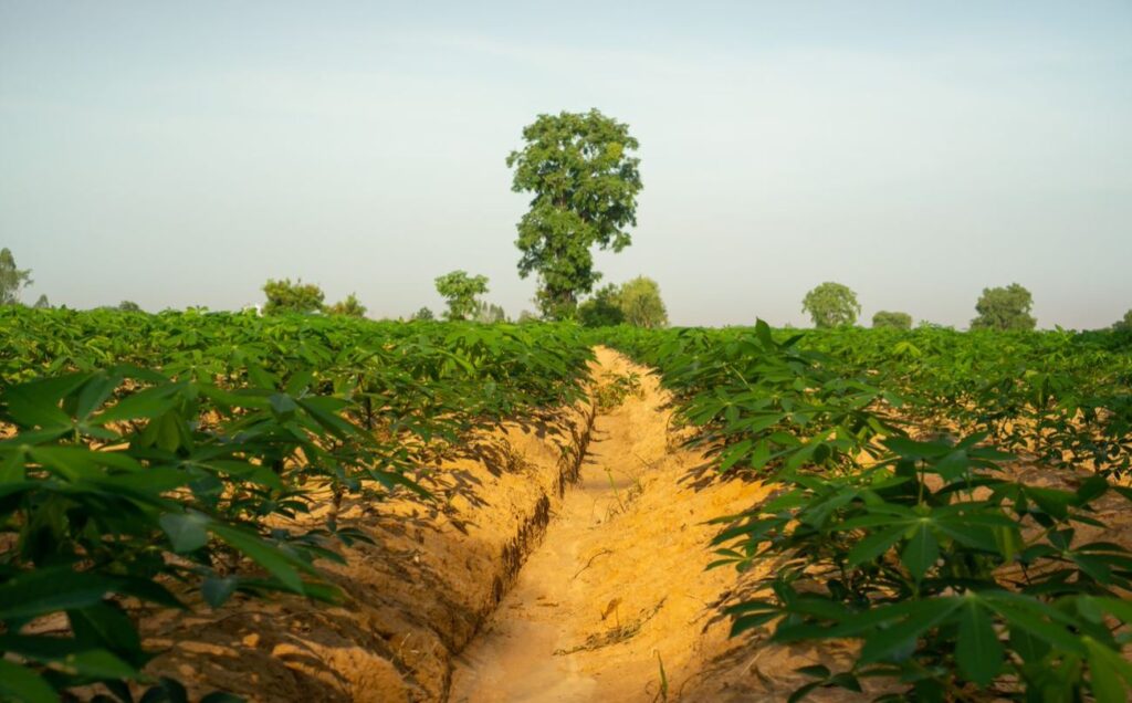 cassava web