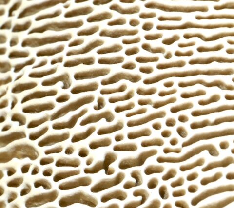 fungus detail