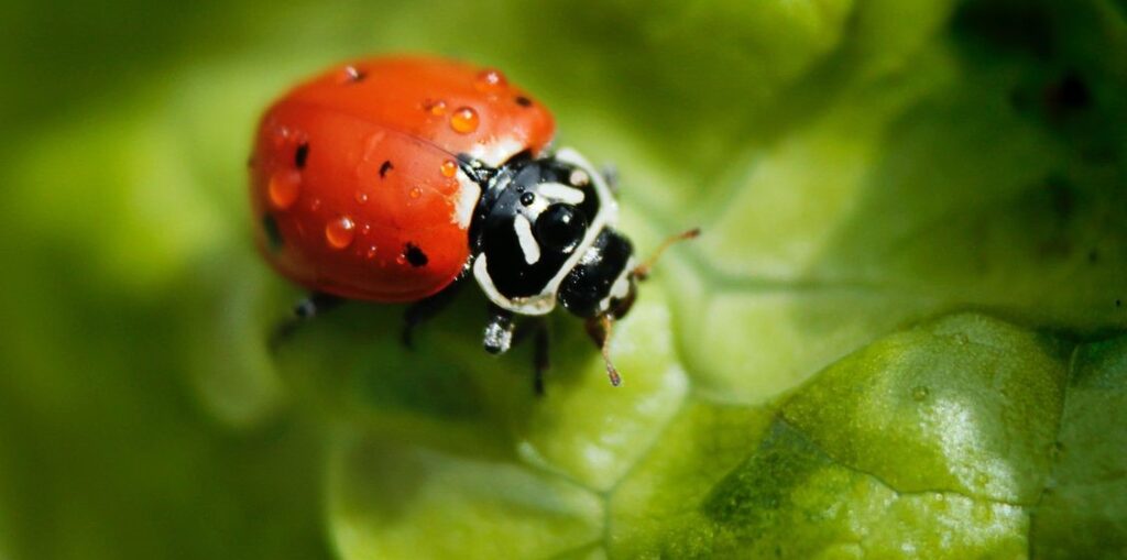 Ladybird
