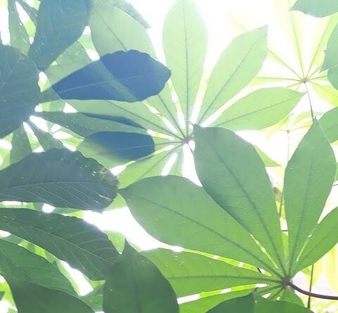 Cassava health
